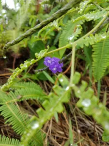 Photo of the Day: Falling dew drops